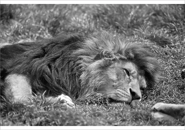 Lion, laying on grass in hot weather, Chester Zoo, 20th May 1989