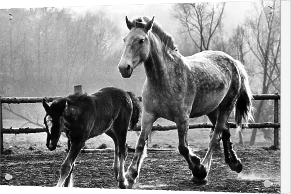 Horse and foal at the West Midland Equitation Centre, Cookley, Kidderminster