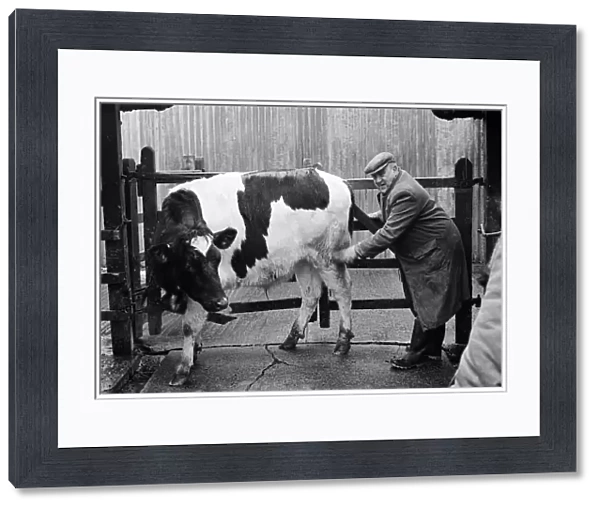 Stokesley cattle market. 1973