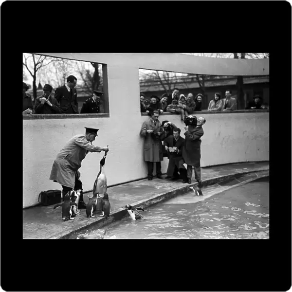 The first Emperor Penguin at London Zoo. 31st March 1950
