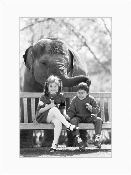 Layang Layang London Zoos Asian Elephant tries to muscle in on Faye Trinaman