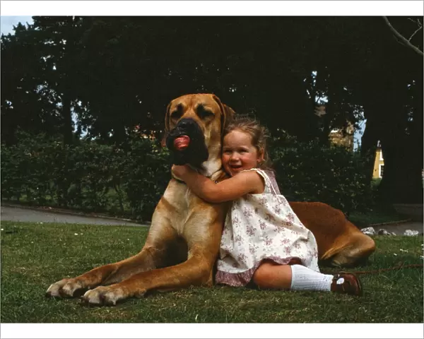 Hermie the Great Dane is pictured with his friend, 3-year-old Emma Rich in Bridgwater