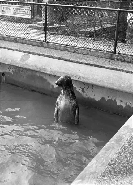 Sammy the seal waiting expectantly in his London Zoo tank
