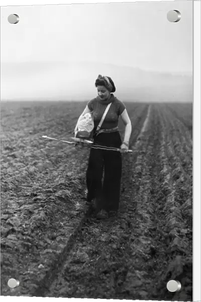 Members of the Women Land Army (WLA) sowing seeds by the old fashioned Fiddle method in