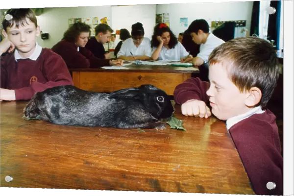 This rabbit was found hopping around the caretakers garden at Eston Park School