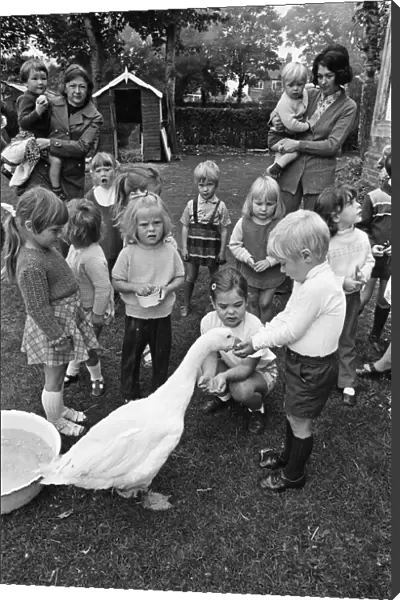 Pet Goose goes to school, Teesside. 1973