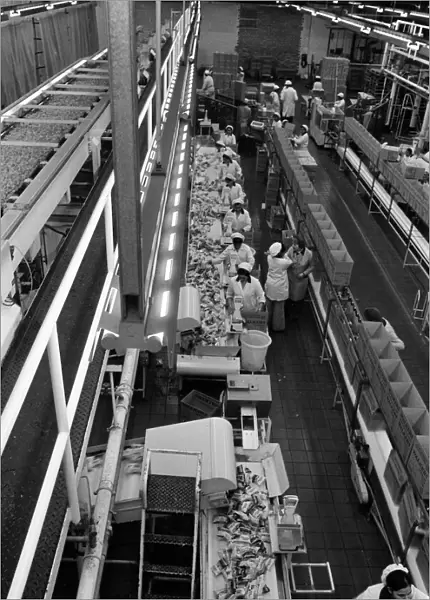 Scenes at the Walkers Factory, Leicester. 26th January 1978