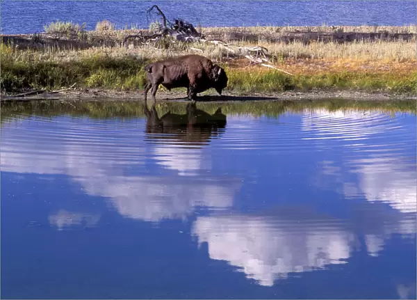 Bison. USA, Rocky Mountains, Wyoming, Yellowstone