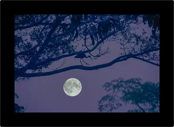 Moon. South America, Amazon, Ecuador, Napo Wildlife Center; Yasuni National