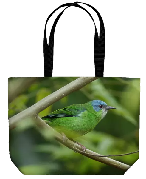 Bird. South America, Argentina, Argentinien, Misiones, Iguazu National Park
