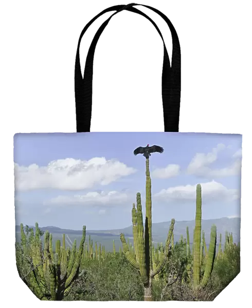 Baja. Vultures on Cardon cactus (Pachycereus pringlei)