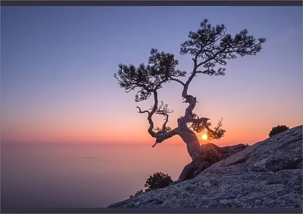Tree on rock in Crimea