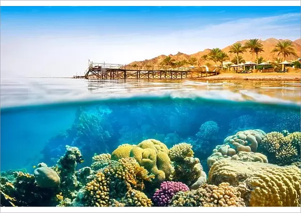 Underwater view, coral reef, Dahab, Red Sea, Egypt