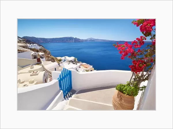 Santorini landscape with blooming flowers in Oia Town, Santorini Island, Cyclades, Greece