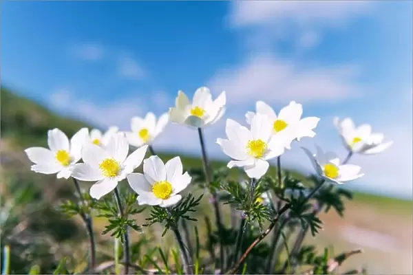 Amazing landscape with magic white flowers and blue sky on summer mountains. Nature background