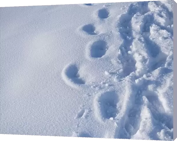 Outdoor footprints on white snow in winter season. Footprints on mountain hike path track