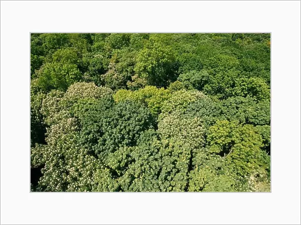 Green Natural Background Of Deciduous Forest. Top View Aerial View Landscape Of Green Crowns Trees Woods At Spring Or Summer Season