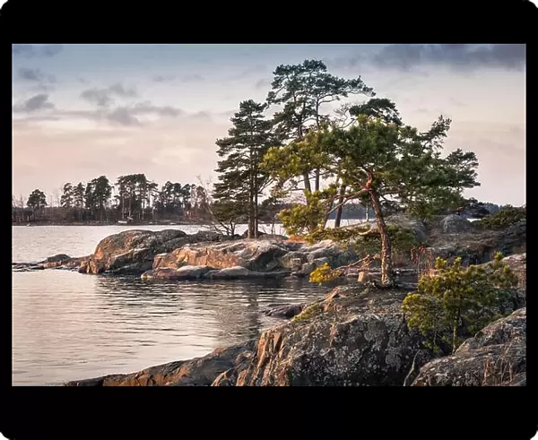 Landscape with nice morning light and pine trees in coastline, Finland