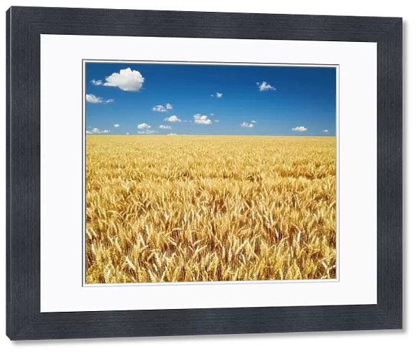 Golden rye field over blue sky in Bulgaria