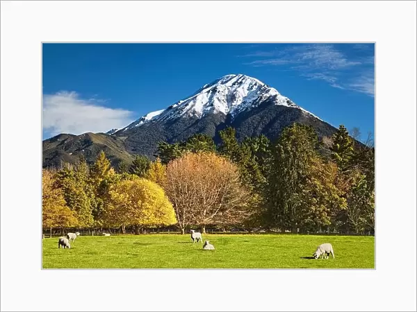 Landscape with snowy mountain and grazing sheep, New Zealand