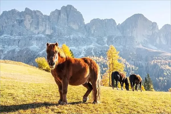 Cute hairy horse in an autumn meadow in the Dolomite Alps. Beautiful rural Italian landscape with horses