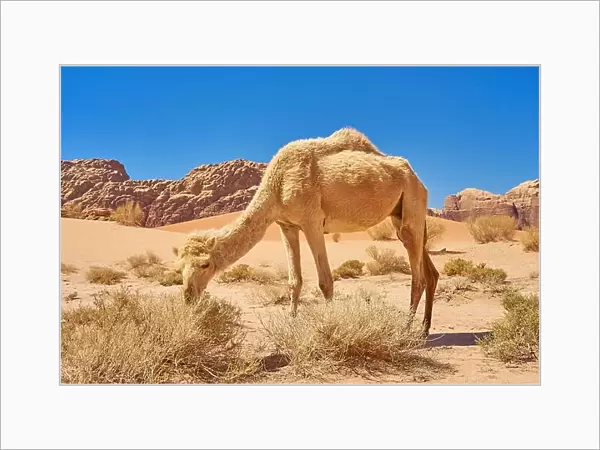 Camel in the Wadi Rum Desert, Jordan