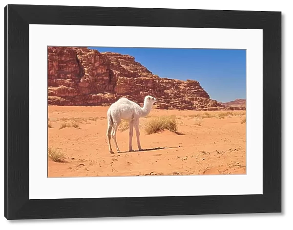 Young baby camel in the Wadi Rum Desert, Jordan