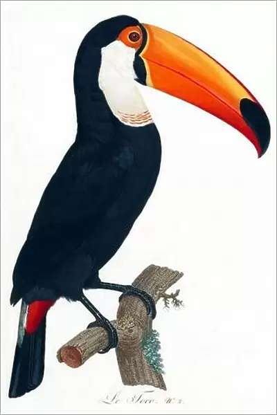 South & Central America: Toco Toucan. Painting from Natural History of Birds of Paradise and Rollers