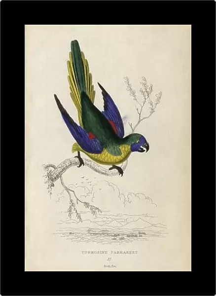 Turquoise parrot, Neophema pulchella. Turkosine parrakeet, Psittacus pulchellus. Hand-coloured steel engraving by Joseph Kidd (after John Audubon)