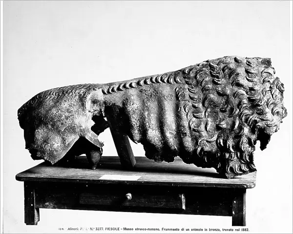 Bronze trunk of a she-wolf and a she-lion; preserved in the Archaelogical Museum of Fiesole in the environs of Florence