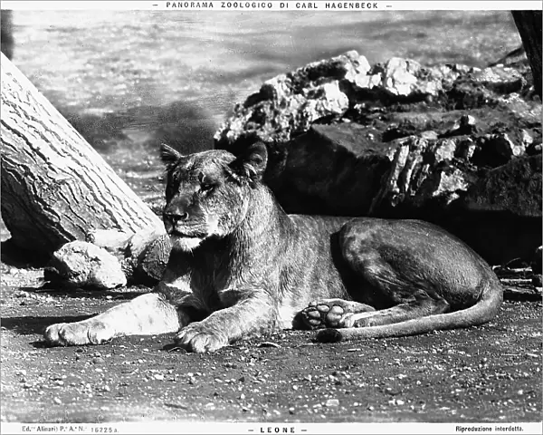A lioness at the Carl Hagenbeck Zoo