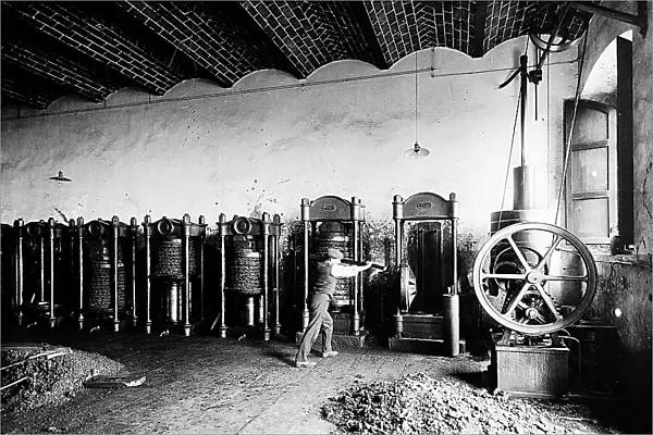 Chianti. Fattoria di Brolio. A peasant at the presses