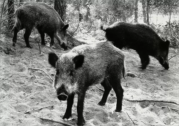 Wild boar in Bolgheri