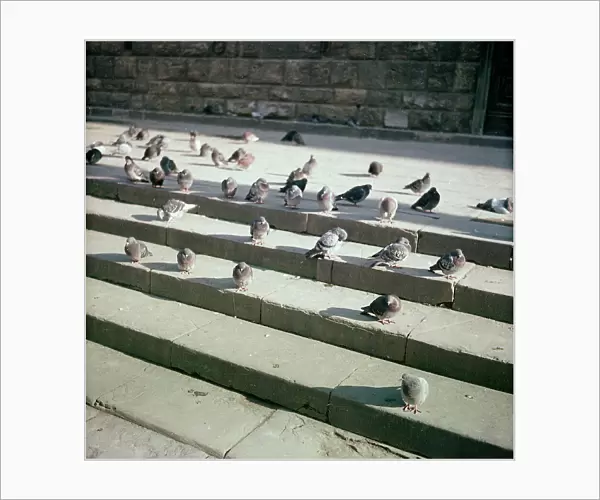Pigeons, Florence