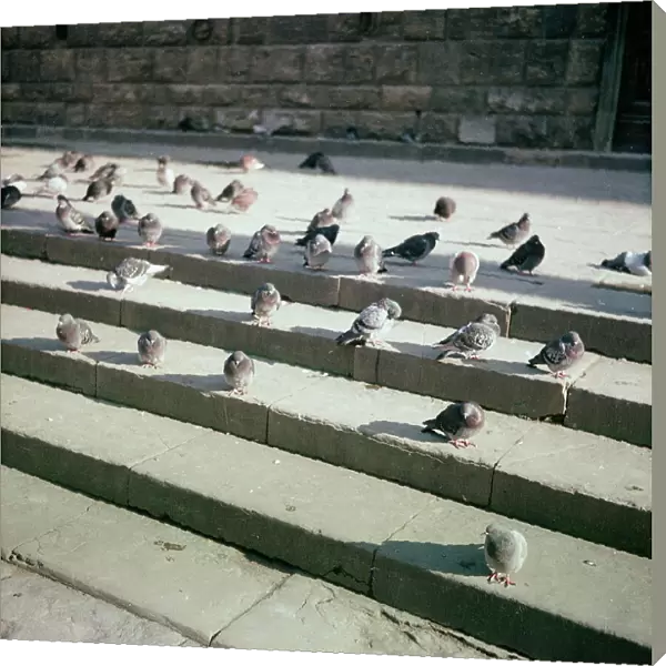 Pigeons, Florence