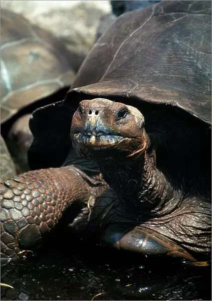 Galapagos giant tortoise (Geochelone elephantopus), Isla Santa Cruz, Ecuador