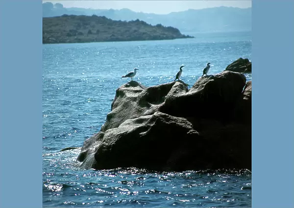 Cormorants in the sun