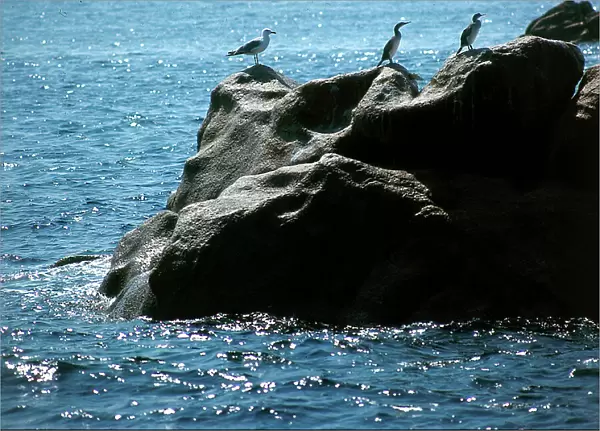 Cormorants in the sun