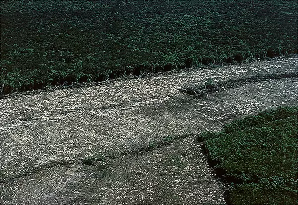 Yucatan: luxuriant vegetation seen from a plane and the deforestation of the jungle