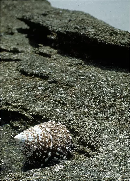 Baja California: a beach with seashells