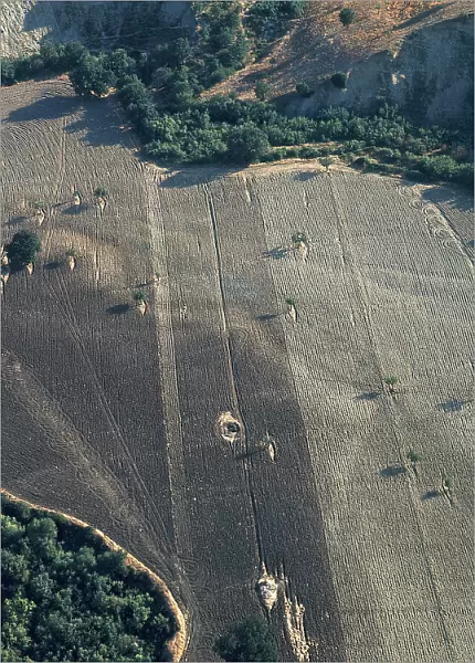 Crops Basilicata. Date of Photograph:1967