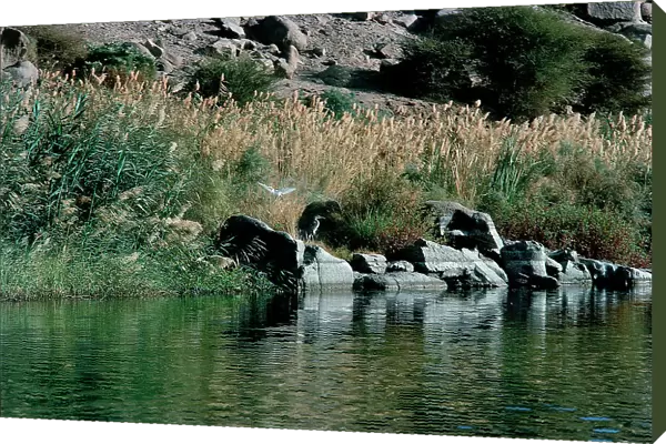 Herons and Ibis stopping in granitic rocks along the banks of the Nile cataracts in the area Aswan