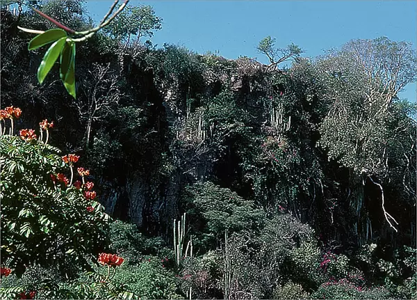 Central Sierra: Michunacan region, wild vegetation