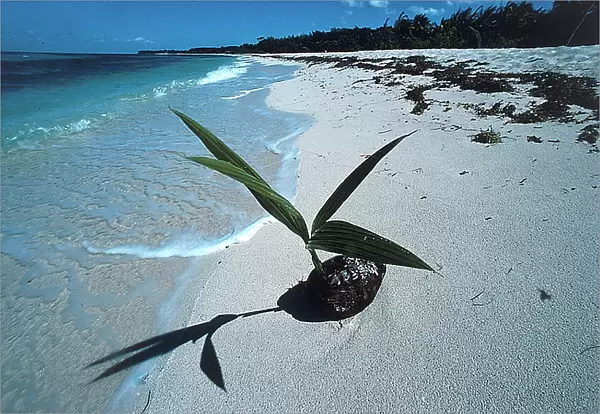 Cozumel: a small coconut plant on the beach