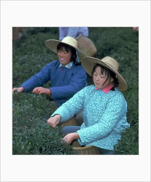Huang-Tcheu. Women working in a tea plantation in the People's Commune. China 1969