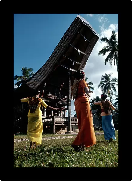 Island of Sulawesi. (Celebes). Ritual sacrifice of a bull among toradja (harvest)
