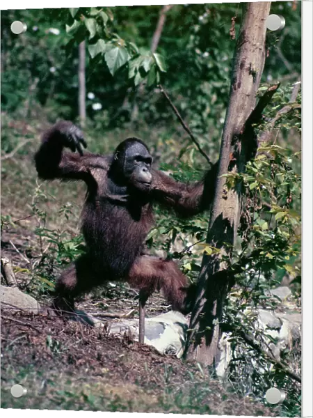 Primates. An orangutan in its natural habitat