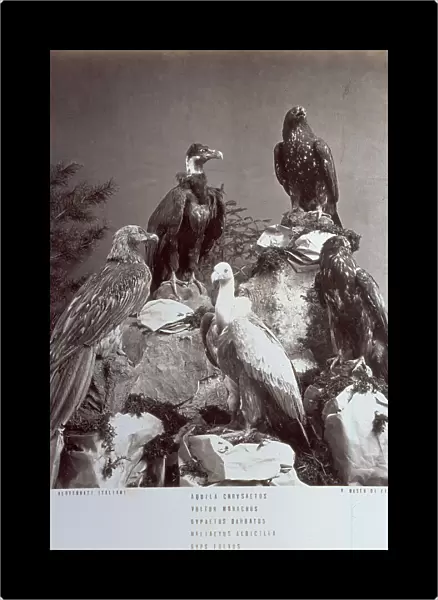 Stuffed eagles and vultures on display at the Museum of Natural History La Specola in Florence