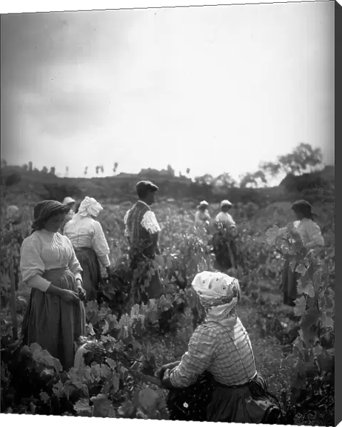 Farmers in a vineyard