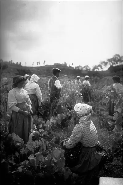 Farmers in a vineyard